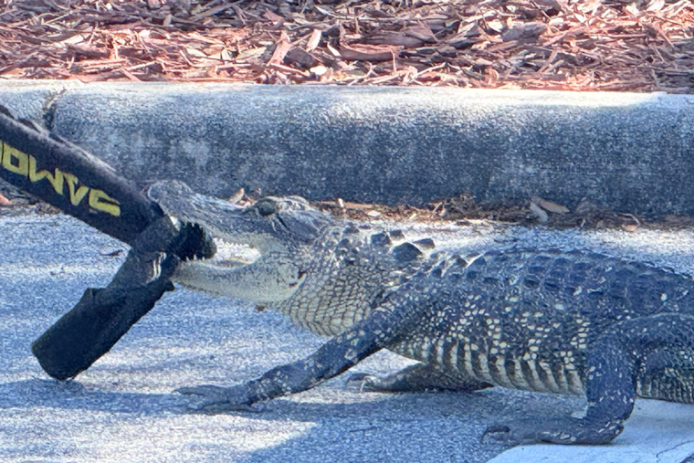 Kissimmee Cop Snags Parking-Lot Gator Outside Bellalago Academy