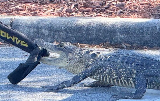 Kissimmee Cop Snags Parking-Lot Gator Outside Bellalago Academy