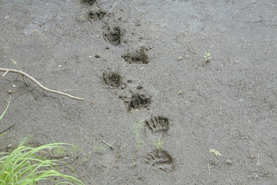 L.A. Hiker Stares Down Charging Bear On Mount Wilson Trail