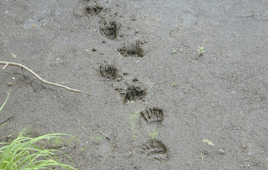 L.A. Hiker Stares Down Charging Bear On Mount Wilson Trail