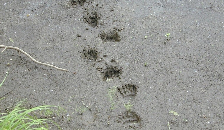 L.A. Hiker Stares Down Charging Bear On Mount Wilson Trail