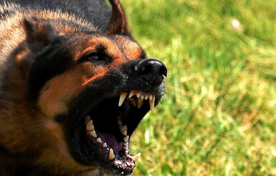 LAPD Officer Shoots Dog During Pacoima Cleanup