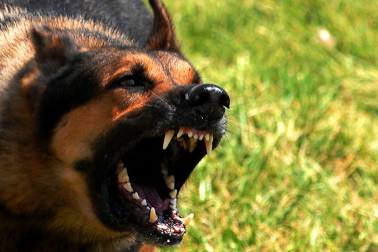 LAPD Shoots Dog After Officer Bitten During Sun Valley Stop