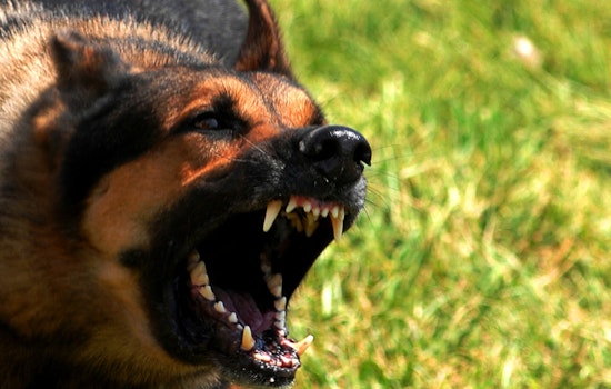LAPD Shoots Dog After Officer Bitten During Sun Valley Stop