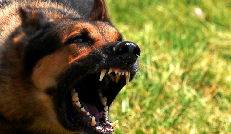 LAPD Shoots Dog After Officer Bitten During Sun Valley Stop