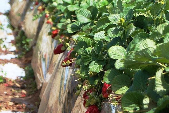 Last Strawberries on Route 66? Rancho Cucamonga Farm Faces Bulldozer