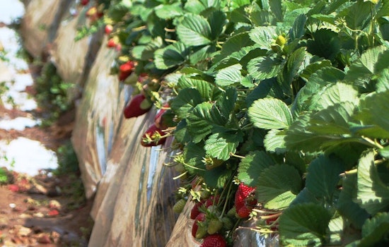 Last Strawberries on Route 66? Rancho Cucamonga Farm Faces Bulldozer