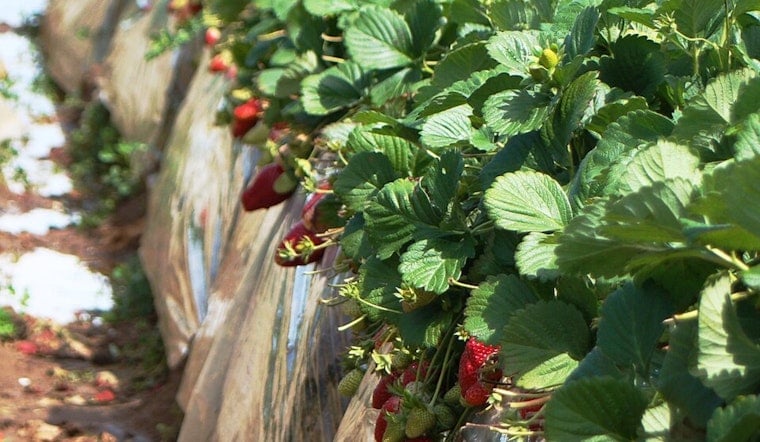 Last Strawberries on Route 66? Rancho Cucamonga Farm Faces Bulldozer