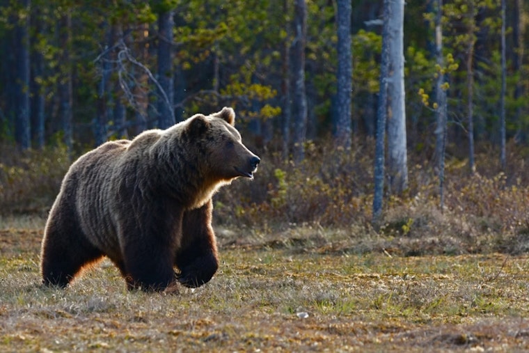 Late-Night Bear Parade Stuns Ashtabula County Homeowner