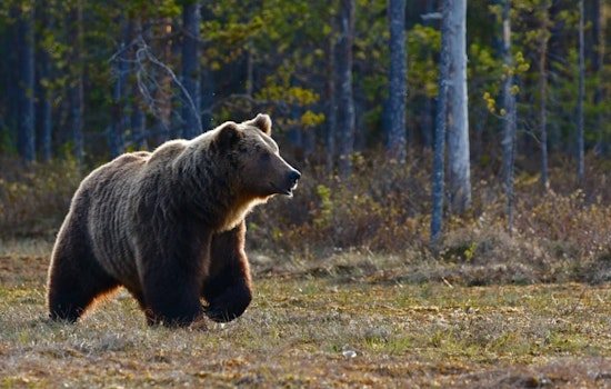 Late-Night Bear Parade Stuns Ashtabula County Homeowner