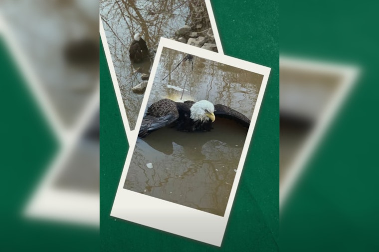 Lauderdale County Bald Eagle Rescued And Released After Zoo Care