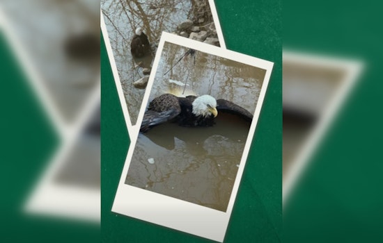 Lauderdale County Bald Eagle Rescued And Released After Zoo Care