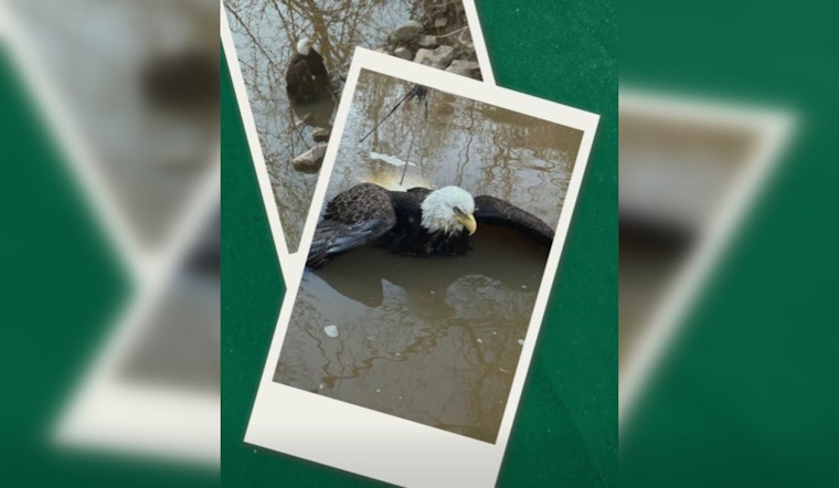 Lauderdale County Bald Eagle Rescued And Released After Zoo Care