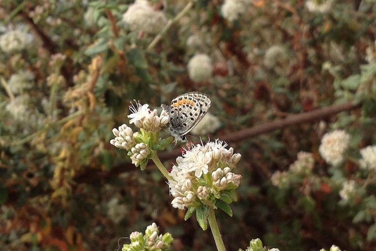 LAX Ghost Town Surfridge Roars Back to Life as Butterfly Refuge