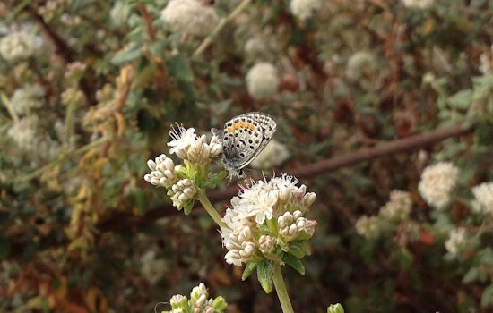 LAX Ghost Town Surfridge Roars Back to Life as Butterfly Refuge