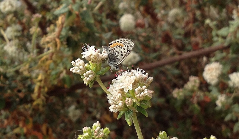 LAX Ghost Town Surfridge Roars Back to Life as Butterfly Refuge