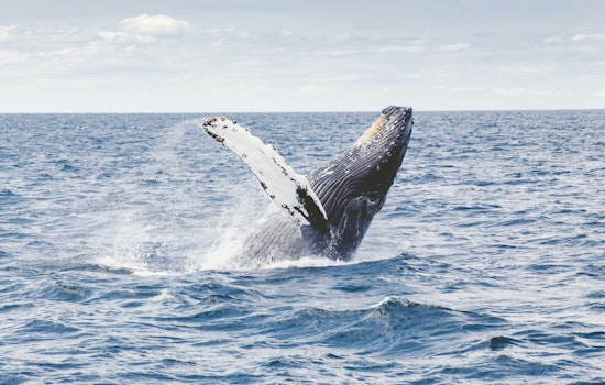 Long Beach Peninsula Stunned as Rare Deep-Sea Whale Rolls In With The Tide