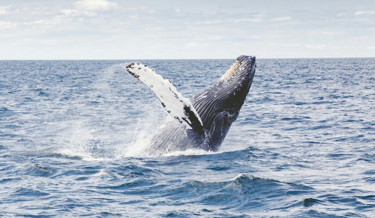 Long Beach Peninsula Stunned as Rare Deep-Sea Whale Rolls In With The Tide