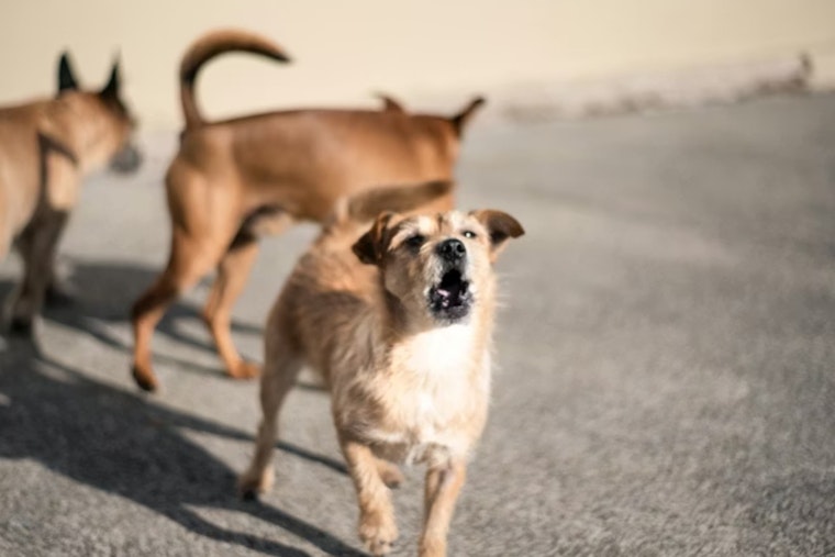 Loose Dogs on the Loose: Metro Detroit Trainer Shares Street-Smart Survival Guide