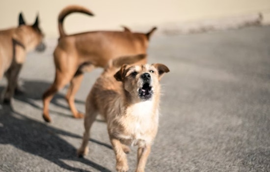 Loose Dogs on the Loose: Metro Detroit Trainer Shares Street-Smart Survival Guide