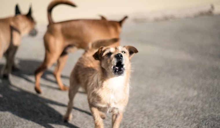 Loose Dogs on the Loose: Metro Detroit Trainer Shares Street-Smart Survival Guide