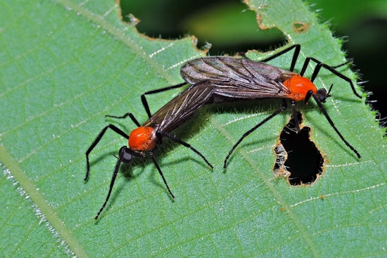 Lovebug Blitz Turns Houston Highways Into Bug-Splattered Gauntlet