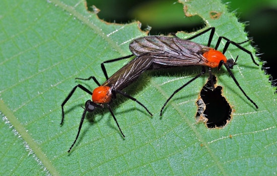 Lovebug Blitz Turns Houston Highways Into Bug-Splattered Gauntlet