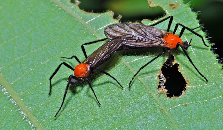 Lovebug Blitz Turns Houston Highways Into Bug-Splattered Gauntlet