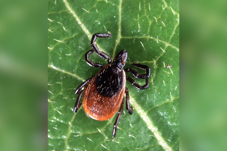 Lyme Ticks Eye Western Maryland as Warming Pushes Them Out of the Burbs