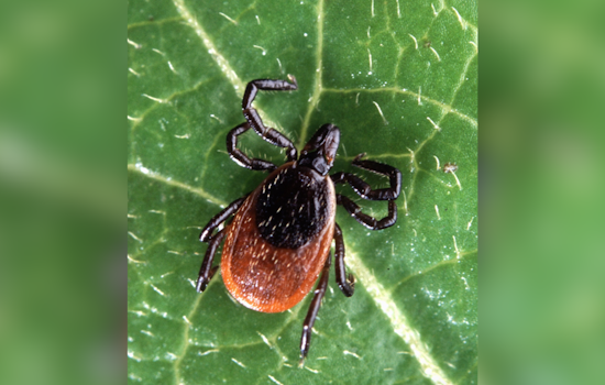 Lyme Ticks Eye Western Maryland as Warming Pushes Them Out of the Burbs