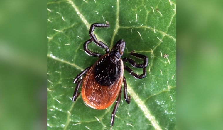 Lyme Ticks Eye Western Maryland as Warming Pushes Them Out of the Burbs