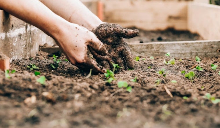 Lyon Arboretum Power Shift Puts UH Mānoa Students Closer To The Forest