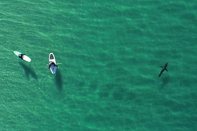 Manhattan Beach Surfers Skim Over Great Whites In Heart-Stopping Drone Clip