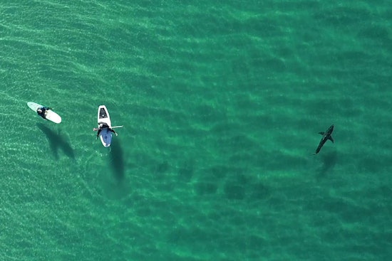 Manhattan Beach Surfers Skim Over Great Whites In Heart-Stopping Drone Clip