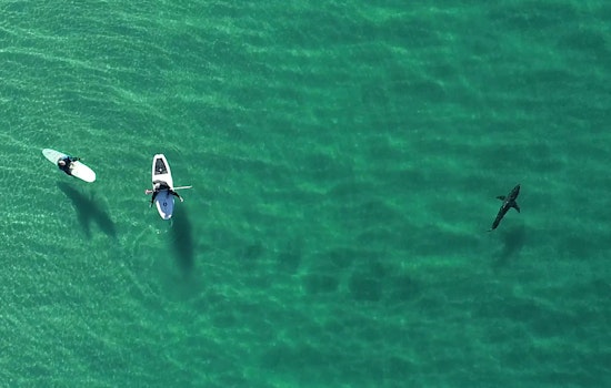 Manhattan Beach Surfers Skim Over Great Whites In Heart-Stopping Drone Clip