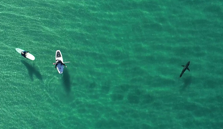 Manhattan Beach Surfers Skim Over Great Whites In Heart-Stopping Drone Clip