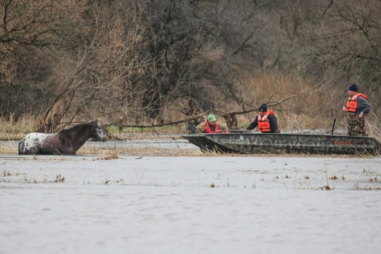 Marengo Heroes Haul Hypothermic Horse From Swollen Coon Creek