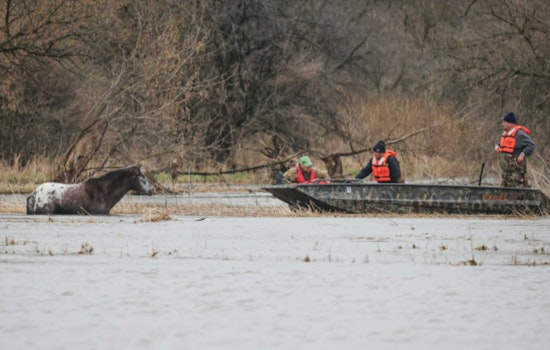 Marengo Heroes Haul Hypothermic Horse From Swollen Coon Creek