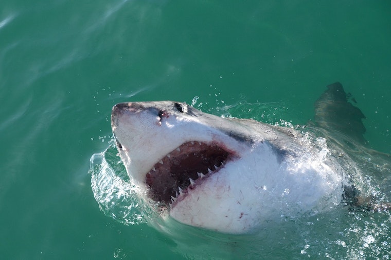 Mass. Family Snags Ten-Foot Great White In Wild Fort Lauderdale Fight