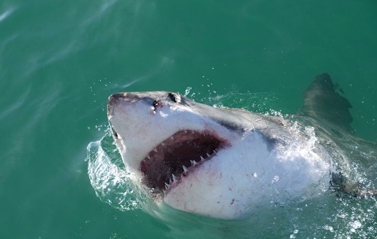 Mass. Family Snags Ten-Foot Great White In Wild Fort Lauderdale Fight