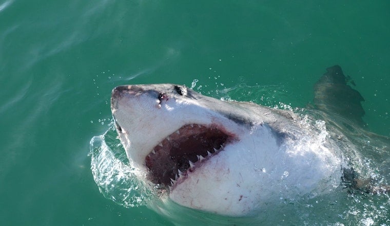 Mass. Family Snags Ten-Foot Great White In Wild Fort Lauderdale Fight