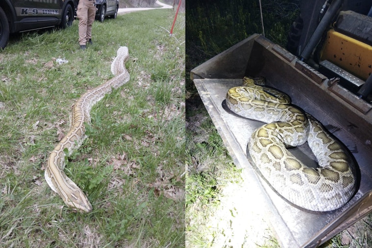 Massive Mystery Snake Dumped Near Wisconsin School Rattles Rural Road