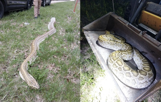 Massive Mystery Snake Dumped Near Wisconsin School Rattles Rural Road