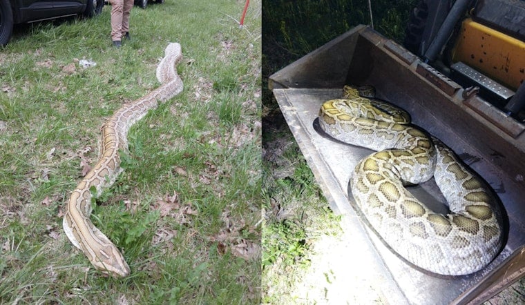 Massive Mystery Snake Dumped Near Wisconsin School Rattles Rural Road