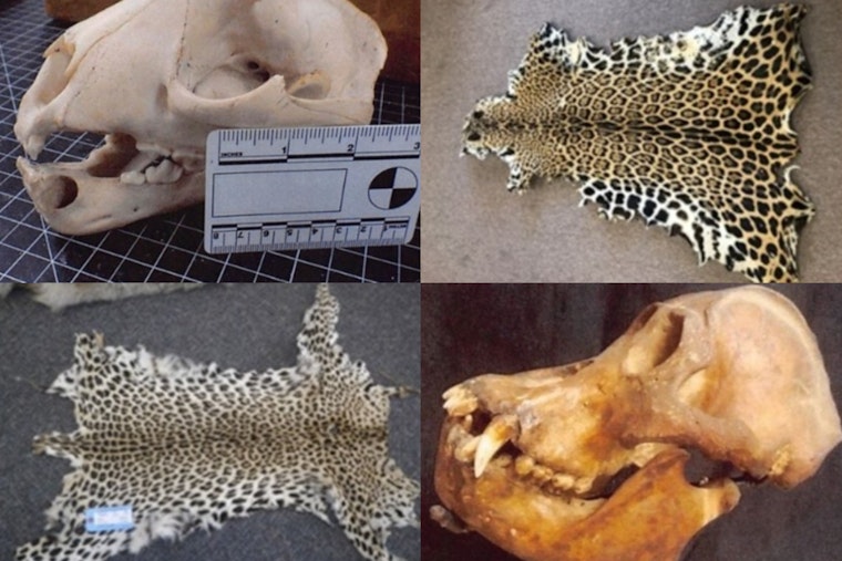 Mattapan Shrink Caged In Wild Skull Smuggling Case