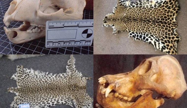 Mattapan Shrink Caged In Wild Skull Smuggling Case