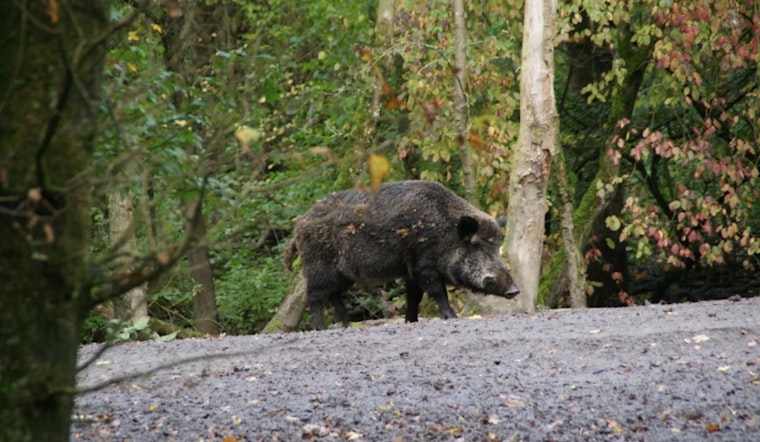 Mesquite Backyard Battle: Wild Hogs Turn Falcons Lair Into Nighttime War Zone