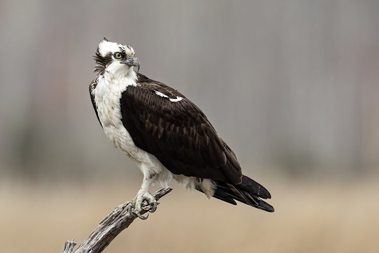 Milwaukie River Raider Caught on Camera Snatching Osprey Eggs