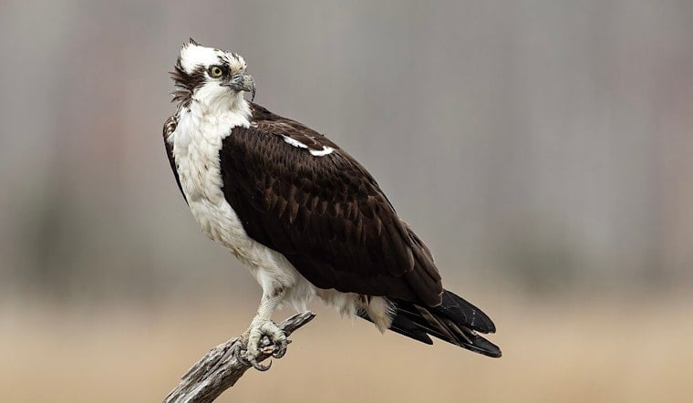 Milwaukie River Raider Caught on Camera Snatching Osprey Eggs
