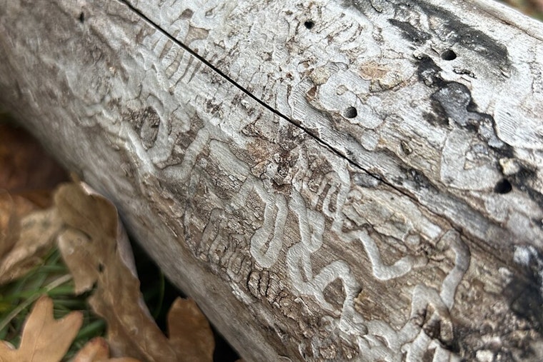 Minneapolis Arbor Day Party Confronts Silent Killer Stalking Minnesota Ash Trees